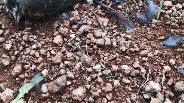一只死于最近冰雹的鸟死了约2天 苍蝇嗡嗡地在新鲜的肉周围嗡嗡作响 显示风暴的破坏性有多大 — 图库视频影像