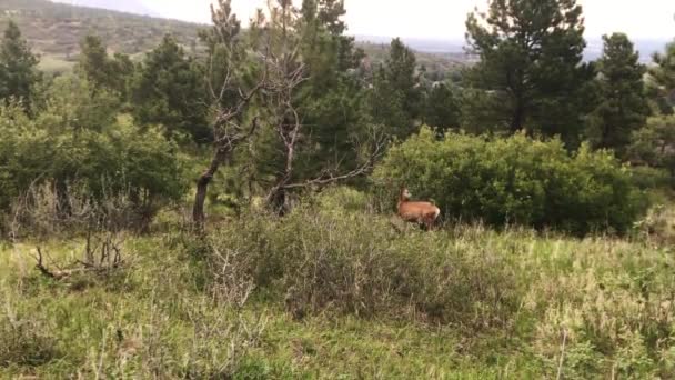 Cervo Che Cammina Nella Foresta Proteggendo Suo Nuovo Cerbiatto Scarpe — Video Stock