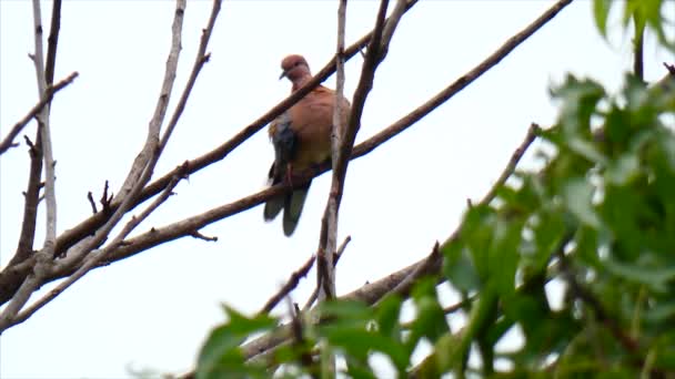 Vogel Putzt Sich Wildtieren — Stockvideo