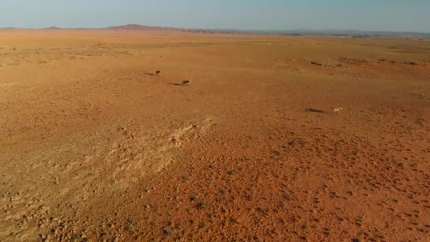 Flygutsikt Hjord Vilda Zebror Öppna Slätterna Namibia — Stockvideo