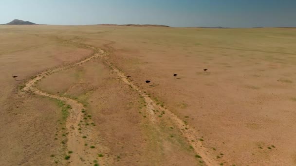 Vista Aérea Una Bandada Avestruces Cruzando Las Verdes Llanuras Namibia — Vídeos de Stock