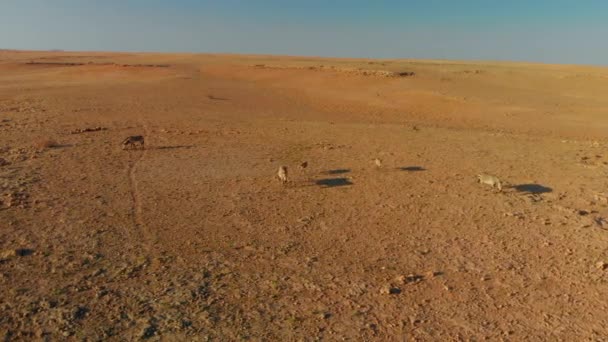 Letecký Pohled Stádo Divokých Zebry Běžících Kameře Otevřených Pláních Namibie — Stock video