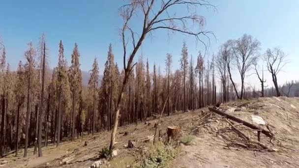 Mirando Los Árboles Después Que Fuego Pasado — Vídeos de Stock