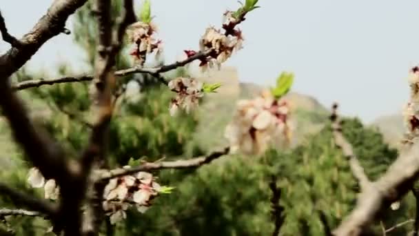 Çin Seddi Kiraz Çiçeklerinin Arkasından Ortaya Çıktı — Stok video