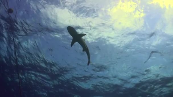 Par Tiburones Arrecifes Grises Nadando Hacia Barco Amarrado Como Desde — Vídeos de Stock