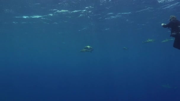 海面近くのスキューバダイバーは 近くを通る灰色のサンゴ礁のサメのグループとして見ています — ストック動画