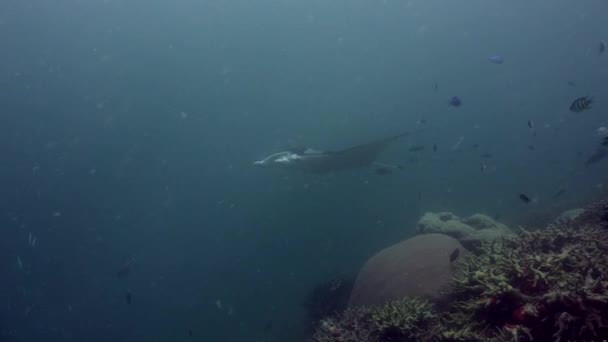 Одинокий Манта Рэй Плывущий Мимо Кораллового Рифа Голубую Воду — стоковое видео