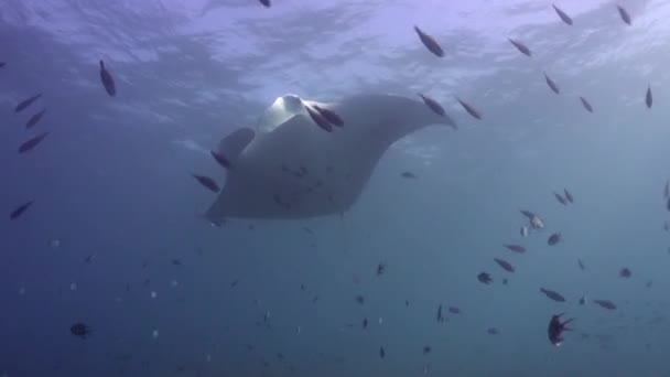 Ein Von Unten Gefangener Manta Rochen Schwimmt Über Ein Korallenriff — Stockvideo