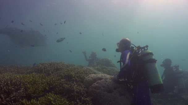 Group Scuba Divers Watching Manta Ray Swimming Them Leaving Cleaning — Stock Video