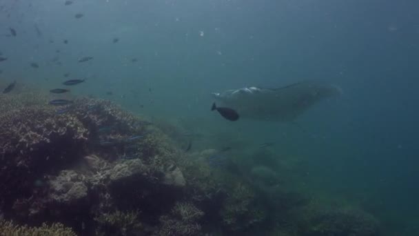 マンタレイはゆっくりと浅いサンゴ礁の上を泳いでいて 清掃ステーションを探しています — ストック動画