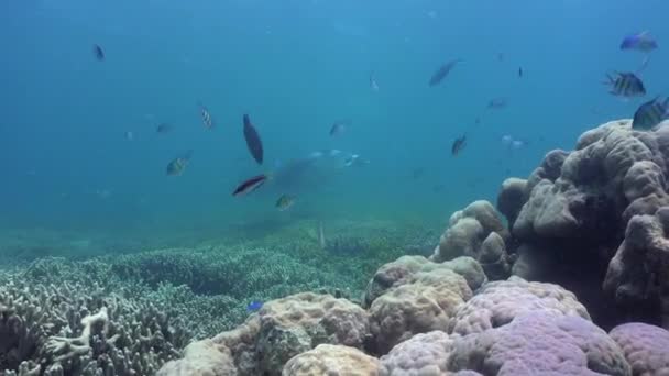 Viaje Sobre Arrecifes Coral Poco Profundos Coloridos Llenos Vida Encontrándose — Vídeo de stock