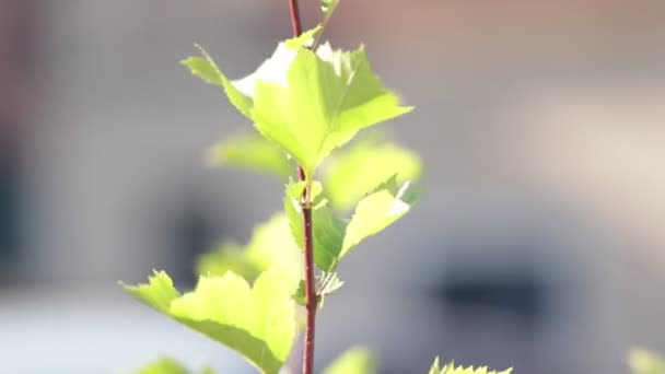 Zblízka Záběr Bokeh Listí Helsinkách Finsko Blízkosti Přístavu — Stock video