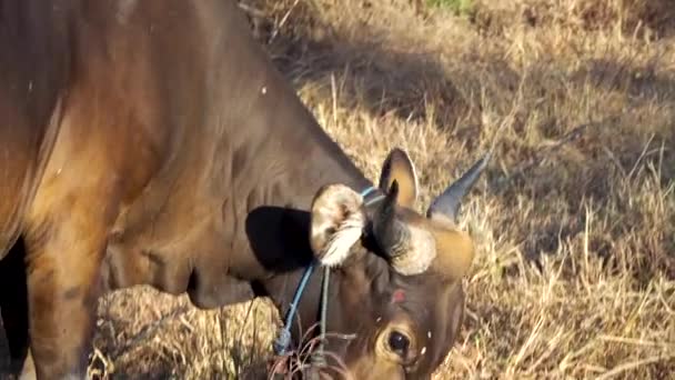 Una Hermosa Vaca Sagrada Balinesa Paddock Agricultores Uluwatu Bali Indonesia — Vídeo de stock