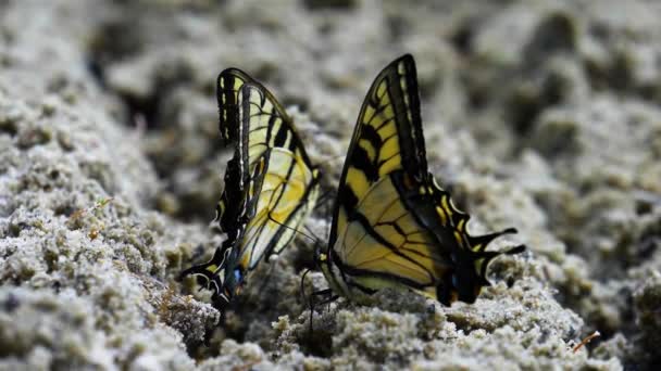 Mariposas Amarillas Volando Bajo Lluvia 180Fps Cámara Lenta — Vídeo de stock