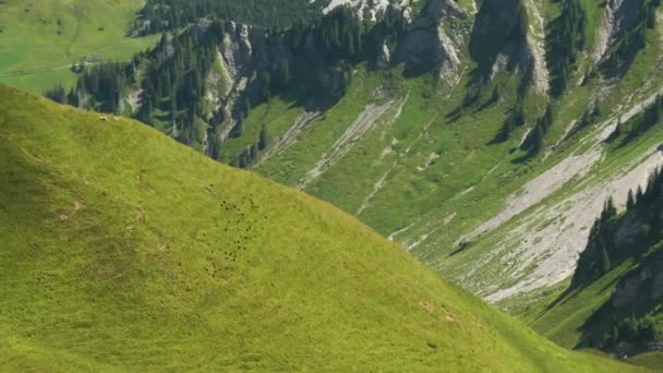 Enjambre Aves Volando Juntas Frente Las Montañas Los Alpes Suizos — Vídeo de stock