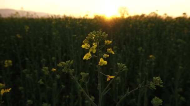 Calm Canola Field Sunset Shot Light Slow Motion — Stock Video