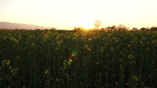 Nyugodt Canola Mező Naplementében Lövés Fény Lassított Felvétel — Stock videók