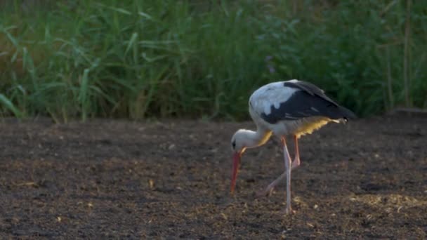 Cicogna Bianca Europea Che Mangia Seme Campo All Alba Rallentatore — Video Stock