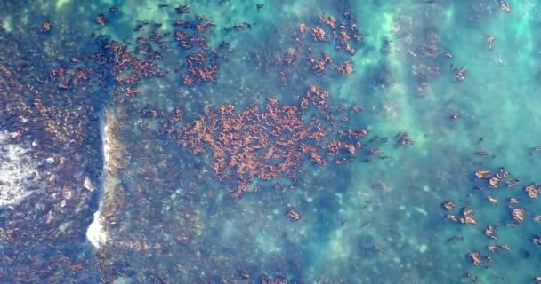 Shelly Point Avustralya Nın Manzarası Shelly Sahili Toplam Görünümü — Stok video