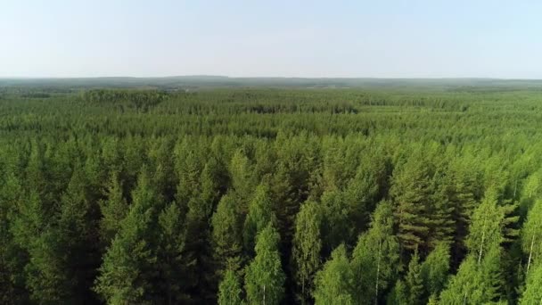 Paesaggio Forestale Finlandese Foresta Mista — Video Stock