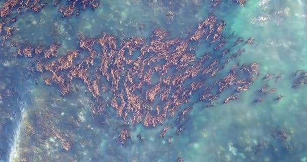 Scenic Aerial Footage Von Shelly Point Australia Shelly Beach Gesamtansicht — Stockvideo