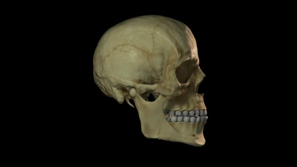 回転する人間の頭蓋骨のシームレスなループ 透過的な背景が付属しているので 独自のショットに合成することができます — ストック動画