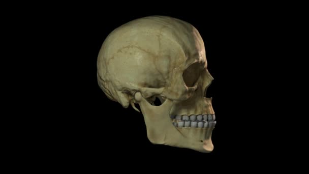 Loop Sem Costura Crânio Humano Rotativo Vem Com Fundo Transparente — Vídeo de Stock