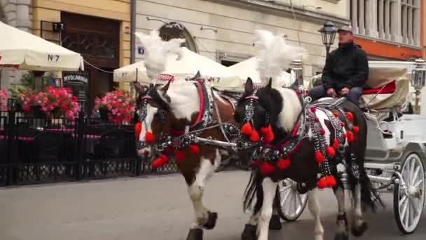 馬たちの後ろにコーチと一緒に道路を歩いている 観光客のための都市ツアー — ストック動画
