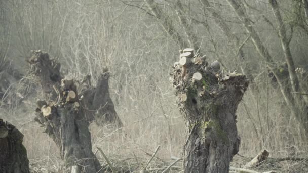 Kış Ormanlarında Ağaç Gövdeleri — Stok video