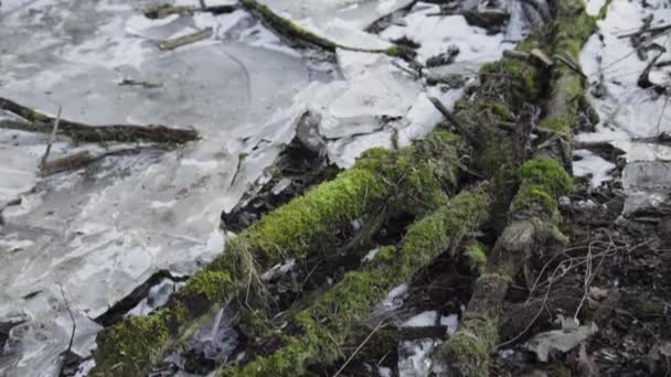 Camera Tilt Frozen Forest — Stock Video