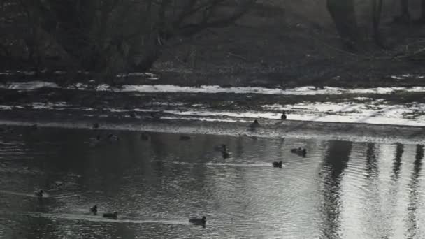 Ördekler Kış Nehrinde Yüzüyor — Stok video
