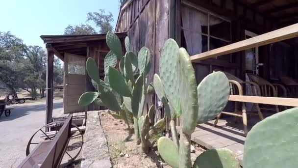 Mirando Planta Casta Lado Una Casa Vieja — Vídeos de Stock