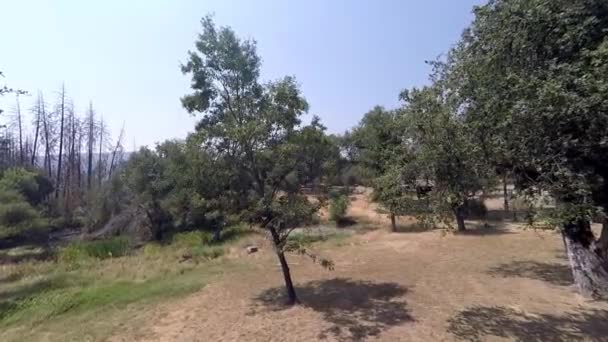 Spaziergang Auf Einem Balkon Mit Blick Auf Bäume Und Gras — Stockvideo