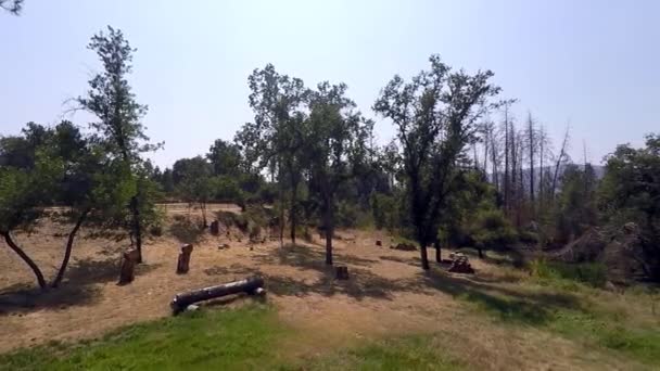 Olhando Accros Grama Árvores Dia Verão Califórnia — Vídeo de Stock