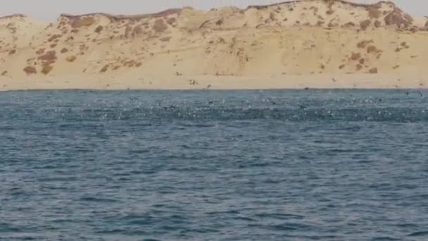 Corvos Marinhos Gaivotas Mar Pelicanos Mais Que Reúnem Sobre Uma — Vídeo de Stock