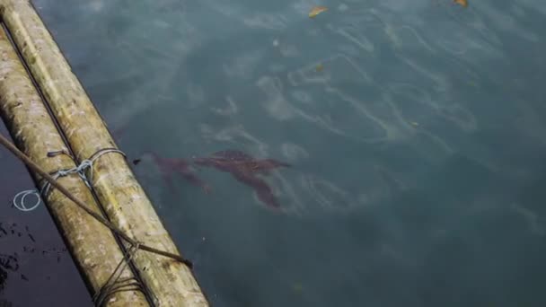 Sea Kelp Floating Pier Monterey Bay Harbor — ストック動画