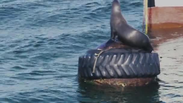 Havenzeehond Rust Warmt Zich Een Drijvende Boei Een Haven Monterey — Stockvideo