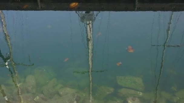 Nombreuses Méduses Ortie Marron Piquantes Flottent Dans Port Monterey Bay — Video