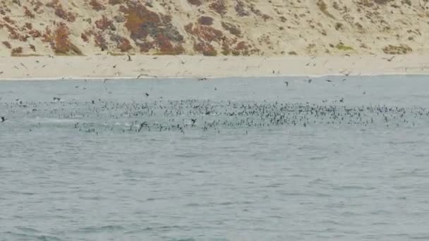 Kormorany Mewy Morskie Pelikany Więcej Gromadzących Się Nad Kulą Przynęt — Wideo stockowe