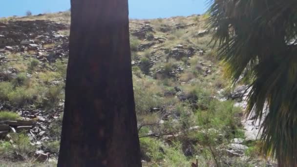 Rompere Sole Intorno Agli Alberi Nel Deserto Palm Springs — Video Stock