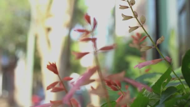 城市街道上粉红花朵的齿条焦点 — 图库视频影像