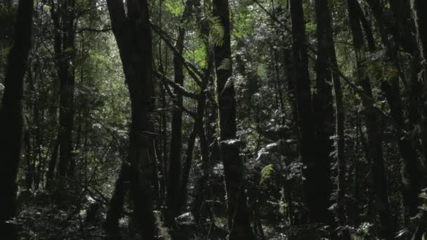 澳大利亚的雨福雷斯 智利南部 — 图库视频影像
