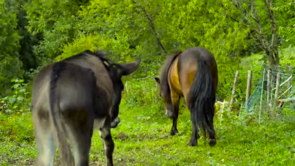 Een Paar Ezels Een Pony Het Platteland — Stockvideo