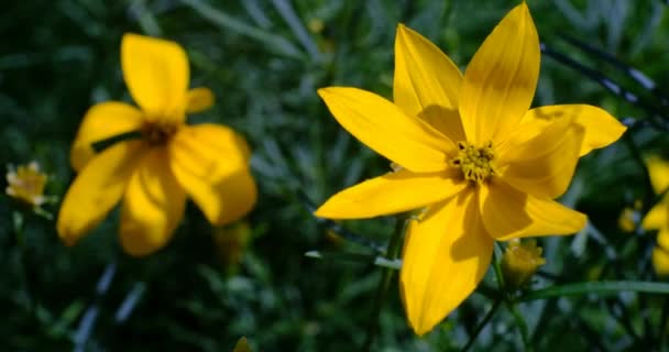 Закрыть Семена Крупноцветкового Растения Coreopsis Flora Осторожно Перемещающиеся Ветру Закрыться — стоковое видео