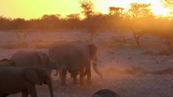 Familia Elefantes Caminando Juntos Durante Atardecer Naranja Parque Nacional Etosha — Vídeo de stock