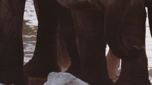 Wild Elefant Turma Mers Jos Gaură Apă Închidere Picioare — Videoclip de stoc