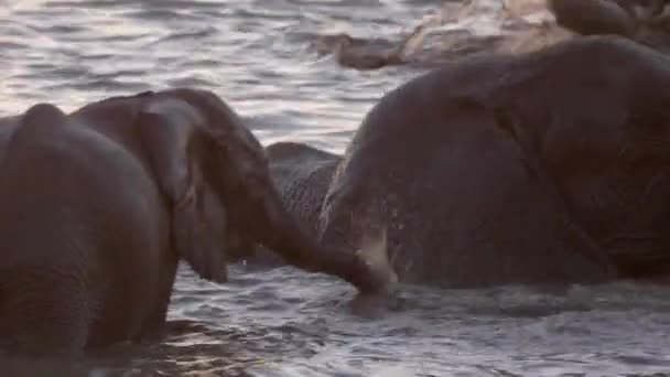 Afrykańskie Słonie Pływające Przy Wodopoju Okaukuejo Parku Narodowym Etosha Namibia — Wideo stockowe