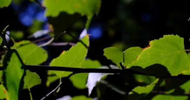 Abstract Minimalista Close Branch Leaves Bright Sunlight Contexto Natural — Vídeo de Stock