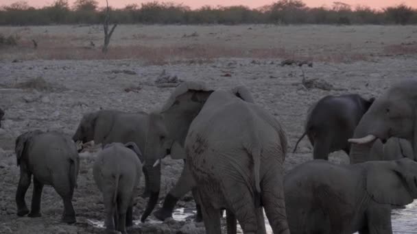 Wild Afrikaanse Olifanten Verlaten Een Waterput Bij Zonsondergang Wildreservaat — Stockvideo