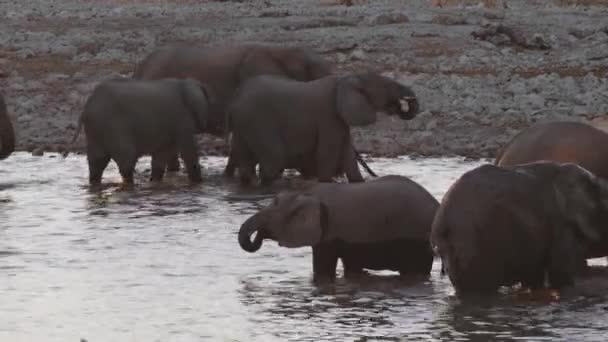 Olifanten Drinken Uit Waterput Bij Zonsondergang Namibië Afrika — Stockvideo